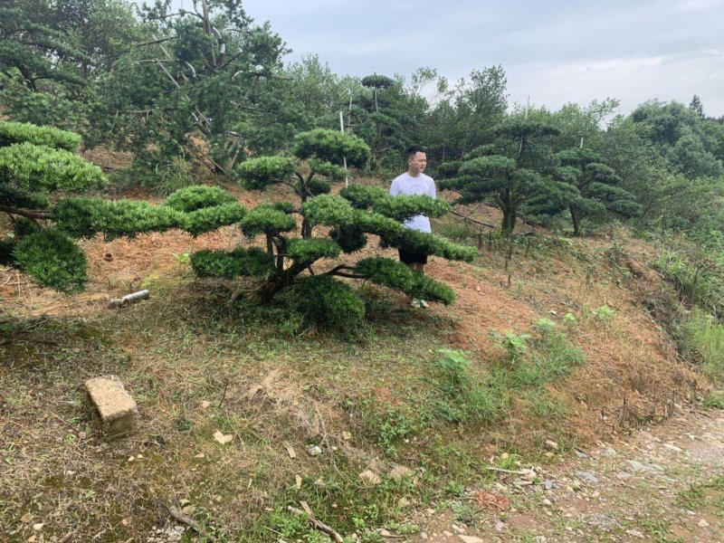 临水式造型罗汉松，价格便宜，值得拥有
