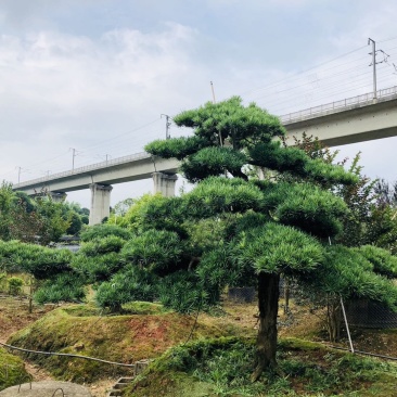 临水式造型罗汉松，价格便宜，值得拥有