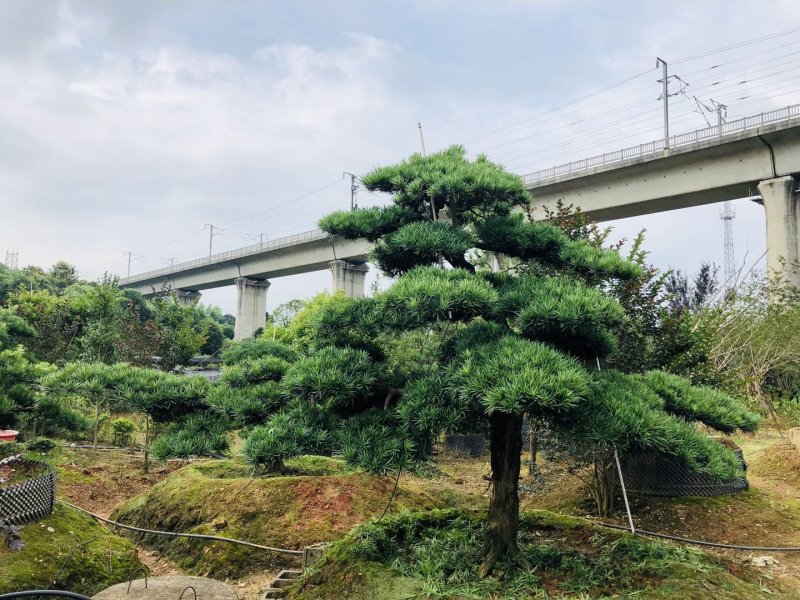 临水式造型罗汉松，价格便宜，值得拥有