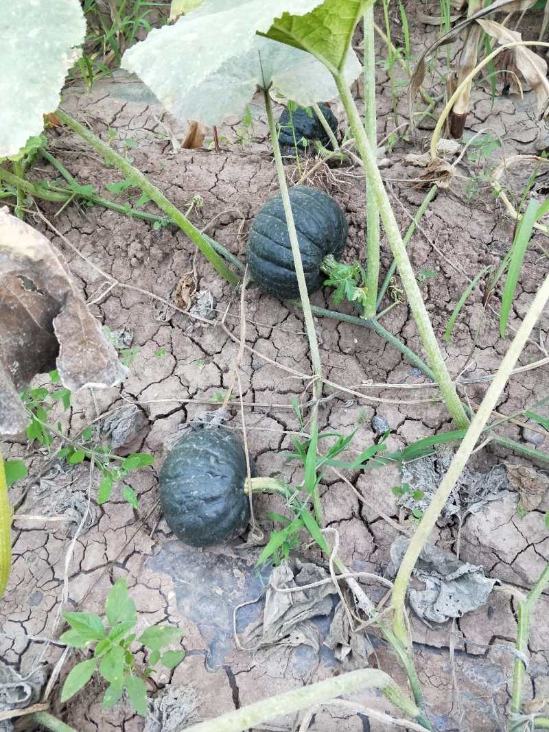 水果板栗南瓜香甜软糯板栗南瓜