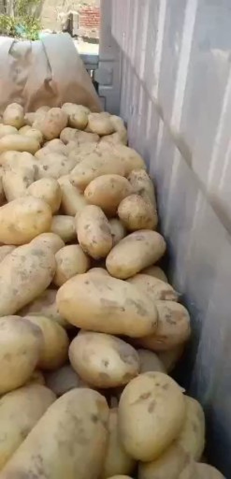 山东优质土豆种植基地荷兰十五号土豆产地批发