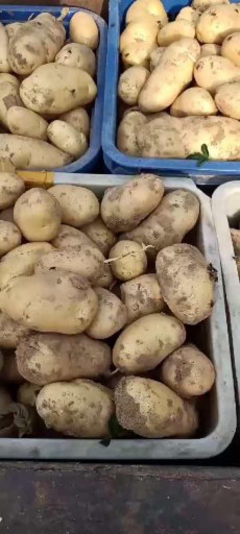 山东优质土豆种植基地荷兰十五号土豆产地批发