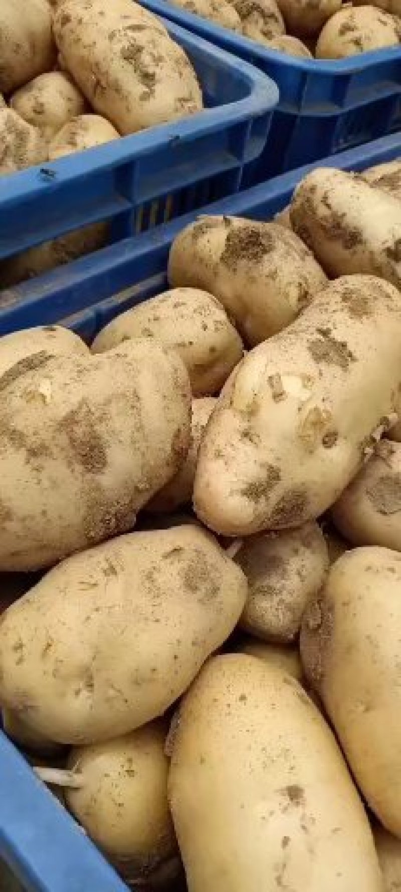 山东优质土豆种植基地荷兰十五号土豆产地批发