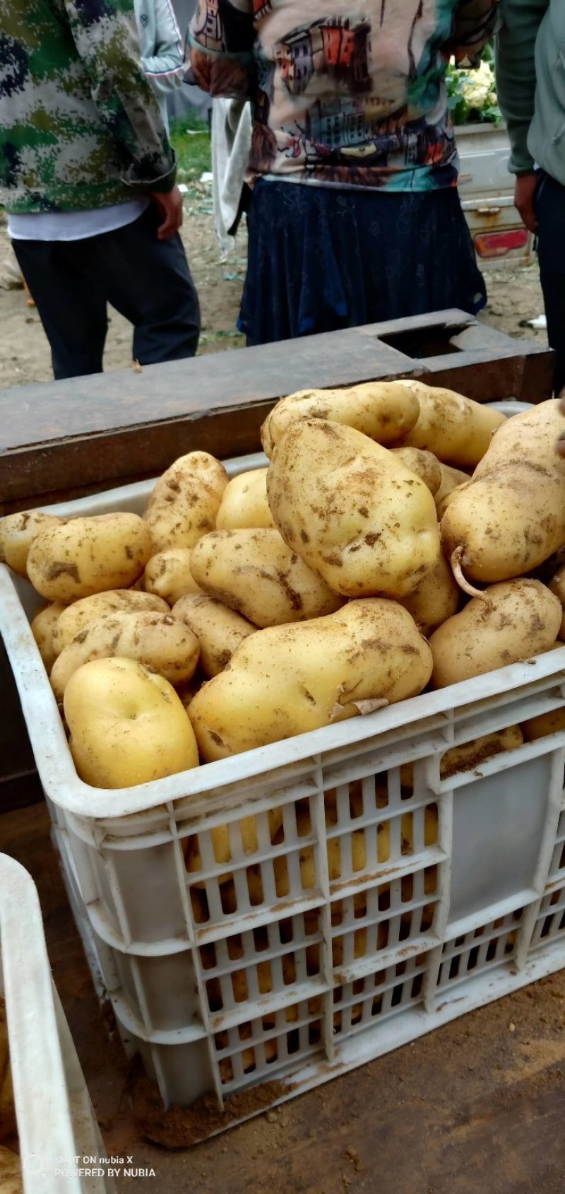 山东优质土豆种植基地荷兰十五号土豆产地批发