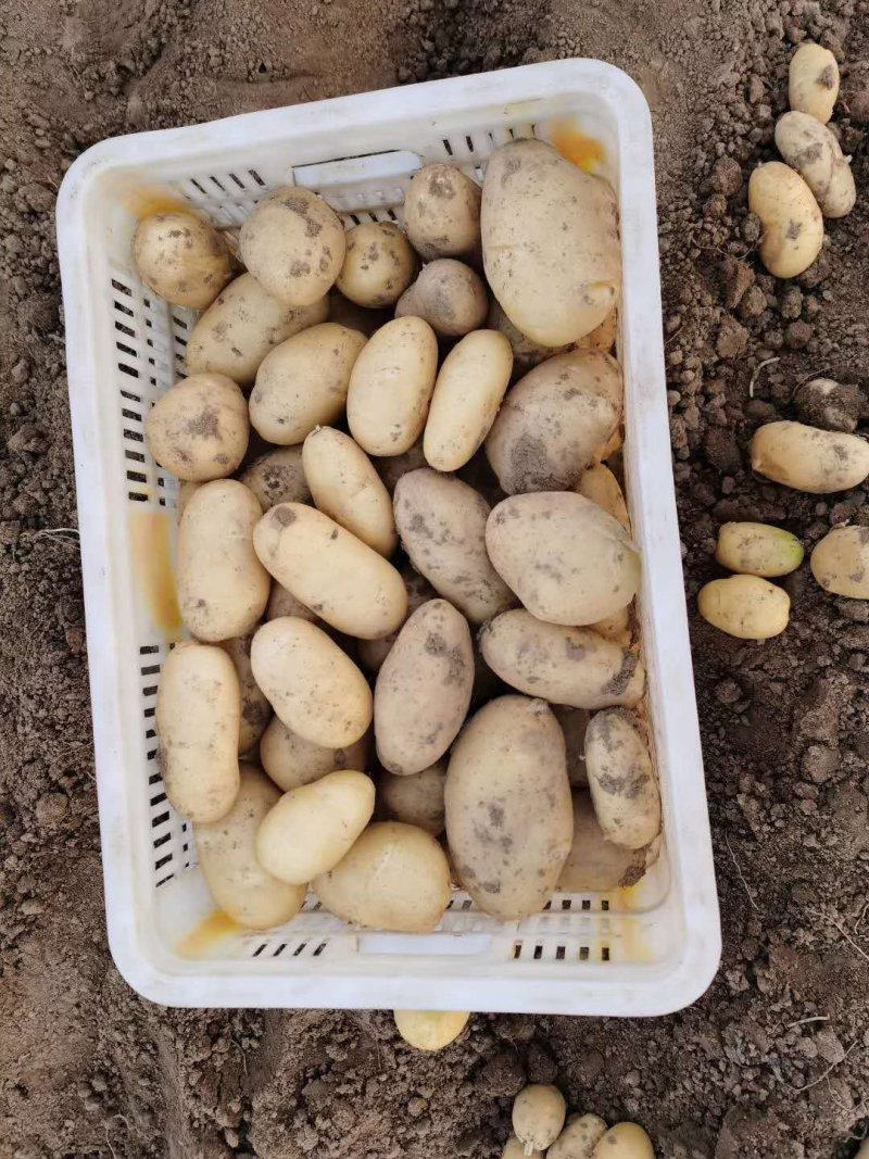 山东优质土豆种植基地荷兰十五号土豆产地批发