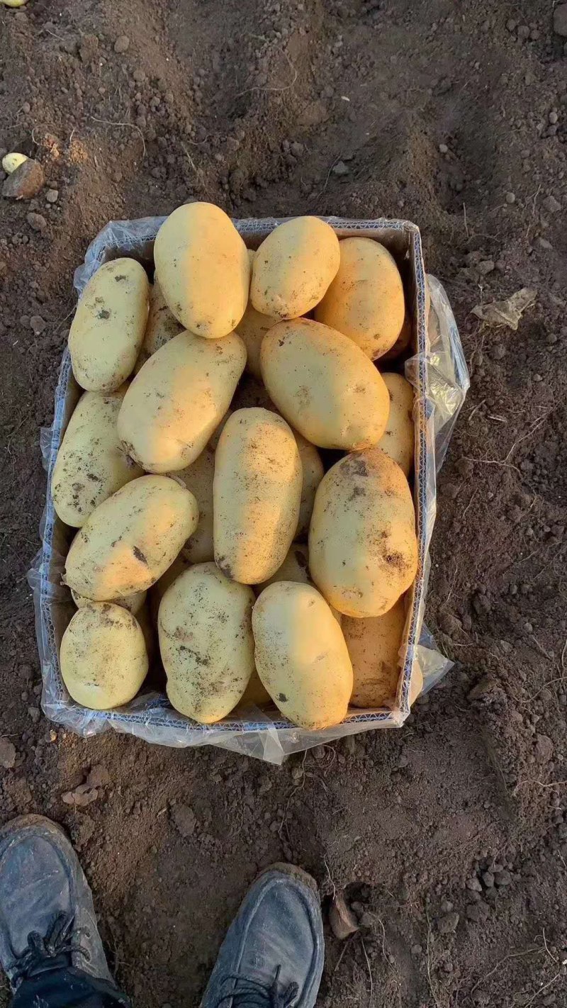 山东优质土豆种植基地荷兰十五号土豆产地批发