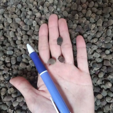 稔子干药用一件代发产地直销品质保证价格优惠