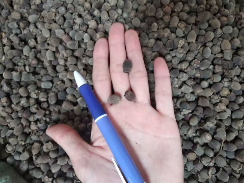 稔子干药用一件代发产地直销品质保证价格优惠