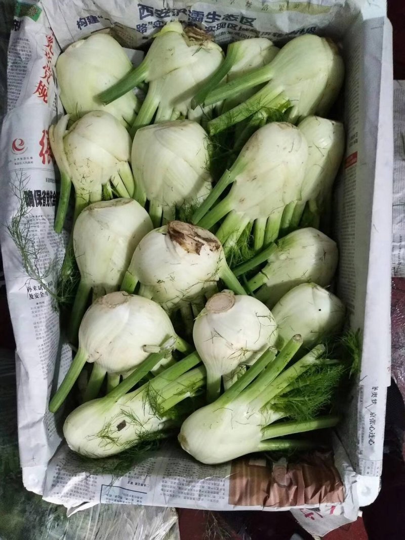茴香球，张北基地直供，量大从优，货发全国