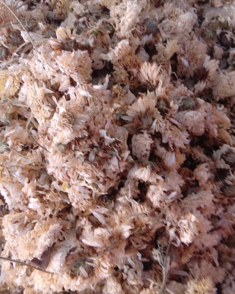 菊花，常年批发供应亳州白菊花中药材，量大从优