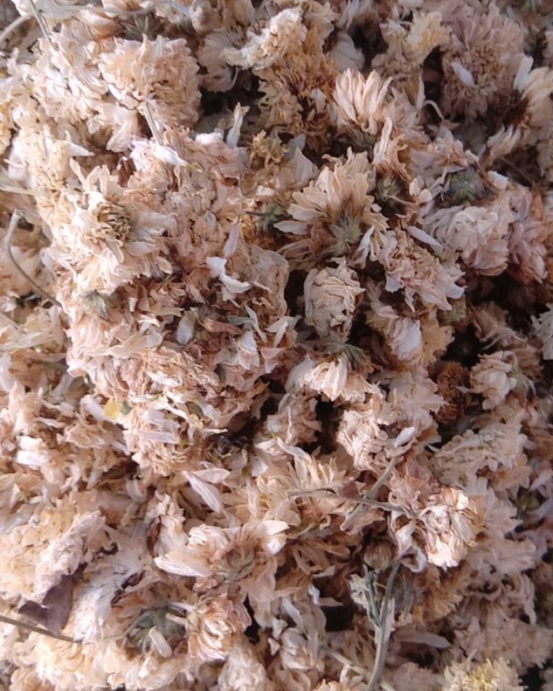 菊花，常年批发供应亳州白菊花中药材，量大从优