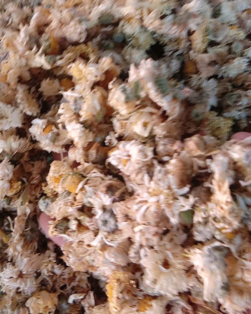 菊花，常年批发供应亳州白菊花中药材，量大从优