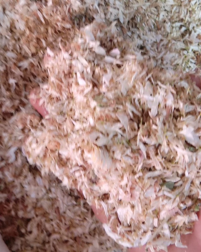菊花，常年批发供应亳州白菊花中药材，量大从优