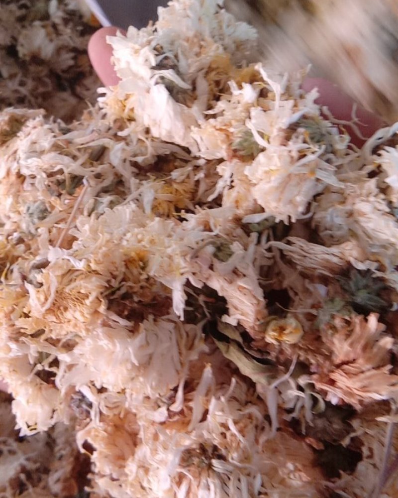 菊花，常年批发供应亳州白菊花中药材，量大从优