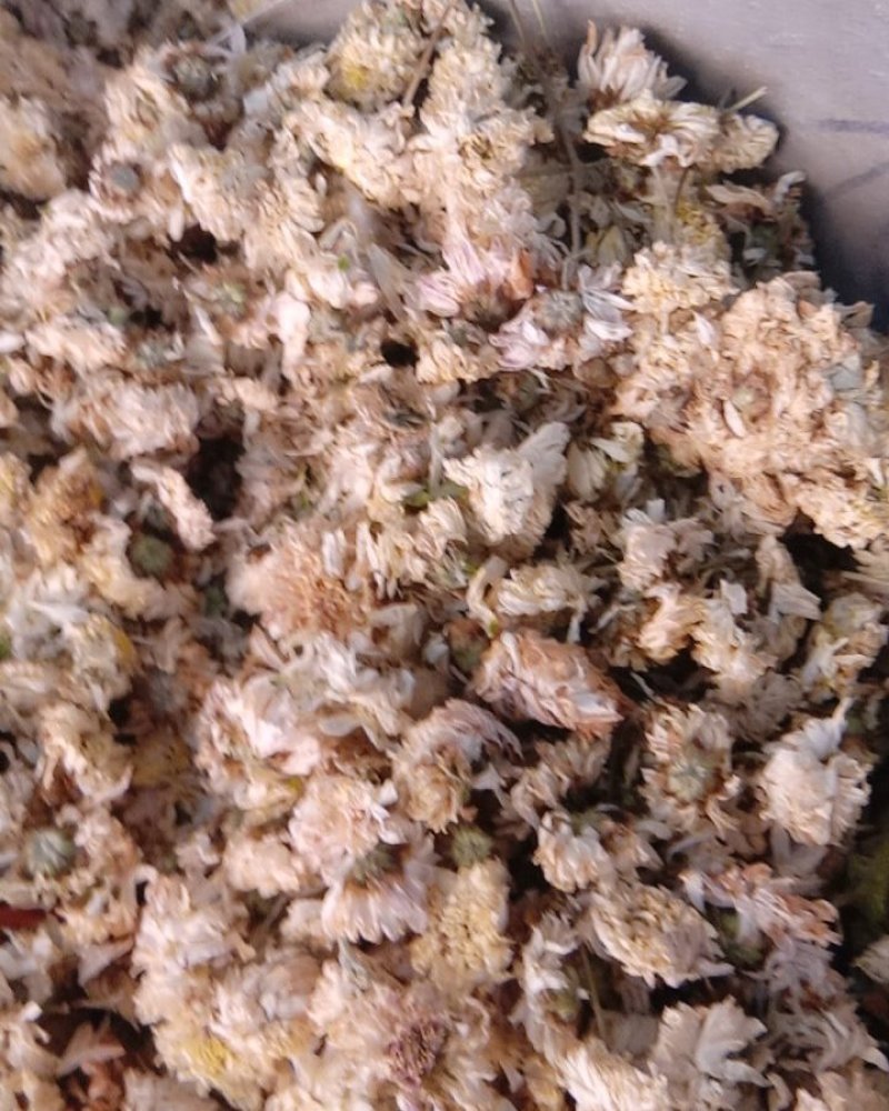 菊花，常年批发供应亳州白菊花中药材，量大从优