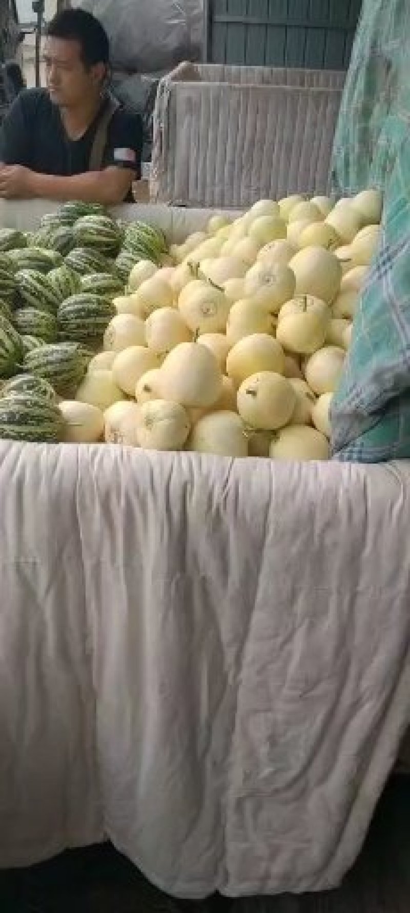 乐亭二茬甜瓜大量上市中需要的老板联系我