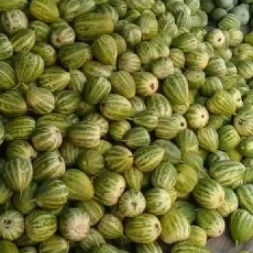 乐亭二茬甜瓜大量上市中需要的老板联系我