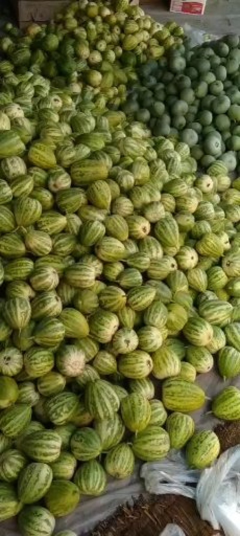 乐亭二茬甜瓜大量上市中需要的老板联系我