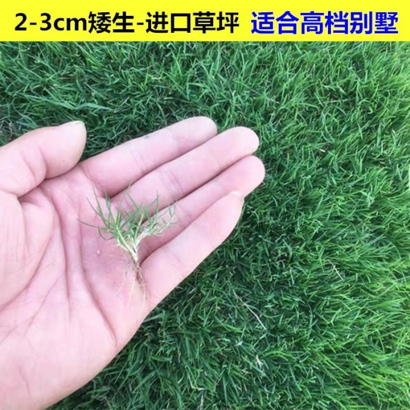 进口草坪种子日本结缕草草籽细叶结缕草种子沟叶结缕草