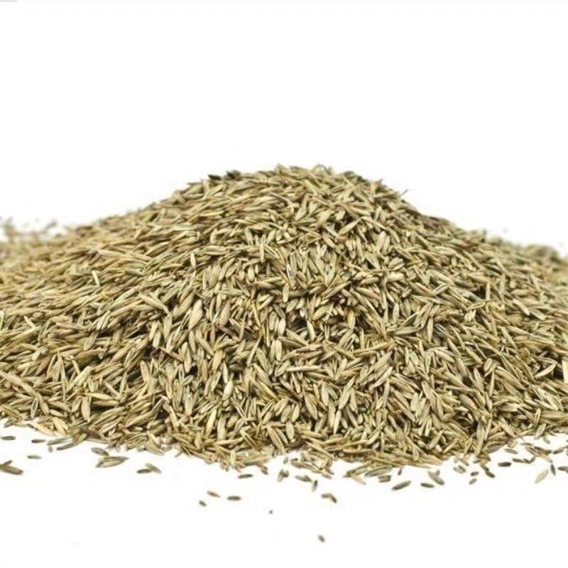披碱草种子碱茅草抗风沙耐旱耐盐碱草籽耐寒多年生四季牧