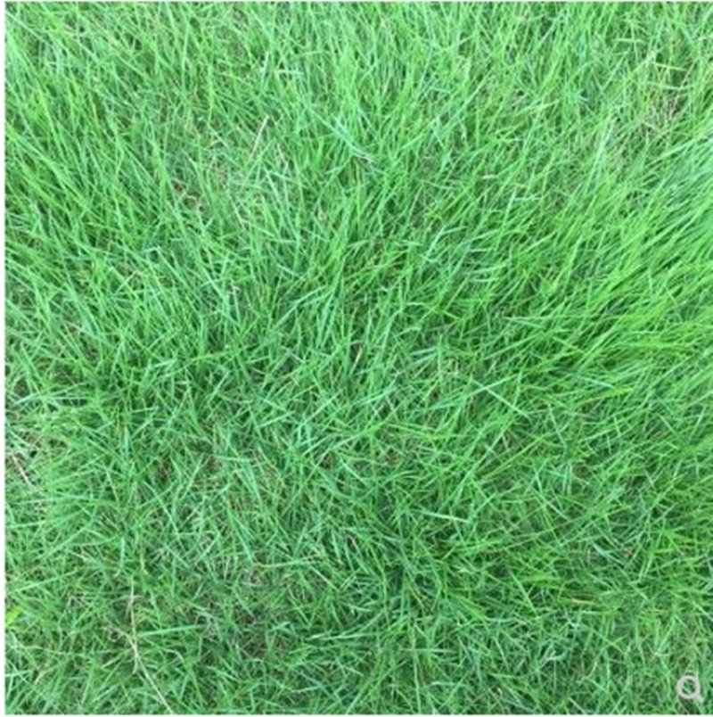 披碱草种子碱茅草抗风沙耐旱耐盐碱草籽耐寒多年生四季牧