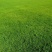 披碱草种子碱茅草抗风沙耐旱耐盐碱草籽耐寒多年生四季牧