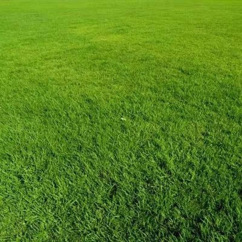 披碱草种子碱茅草抗风沙耐旱耐盐碱草籽耐寒多年生四季牧