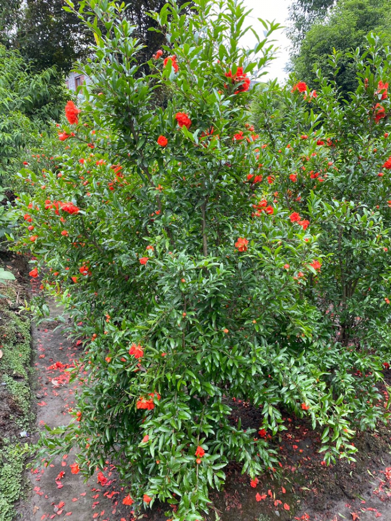 丛生花石榴树古石榴独杆石榴工程用石榴树成都石榴基地
