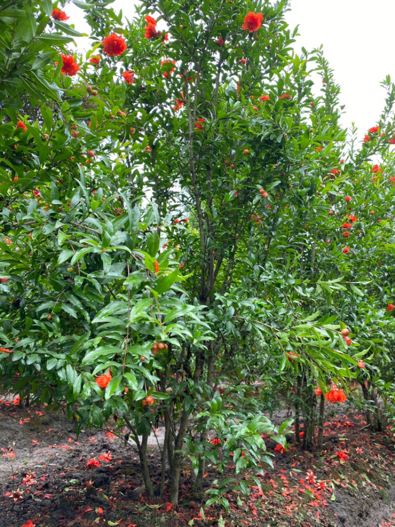 丛生花石榴树古石榴独杆石榴工程用石榴树成都石榴基地