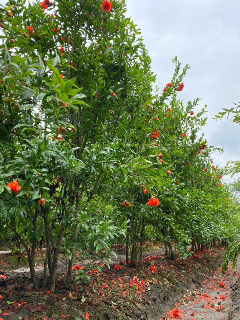 丛生花石榴树古石榴独杆石榴工程用石榴树成都石榴基地