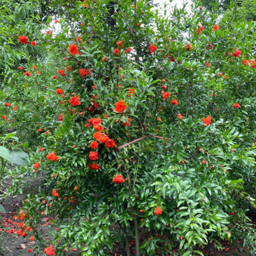 丛生花石榴树古石榴独杆石榴工程用石榴树成都石榴基地