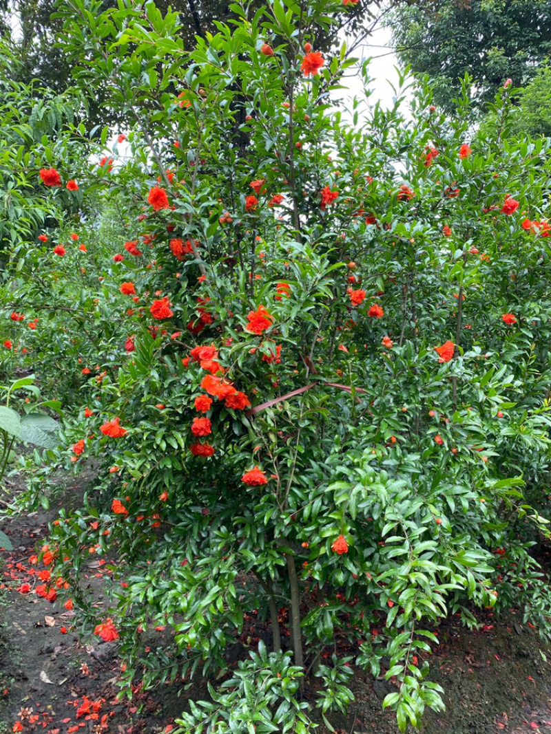 丛生花石榴树古石榴独杆石榴工程用石榴树成都石榴基地