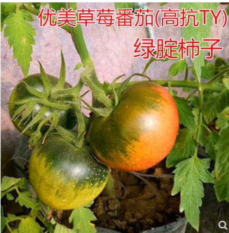 普罗旺斯口感西红柿苗，特色圣女果小柿子苗草莓番茄苗