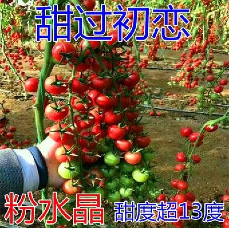 普罗旺斯口感西红柿苗，特色圣女果小柿子苗草莓番茄苗