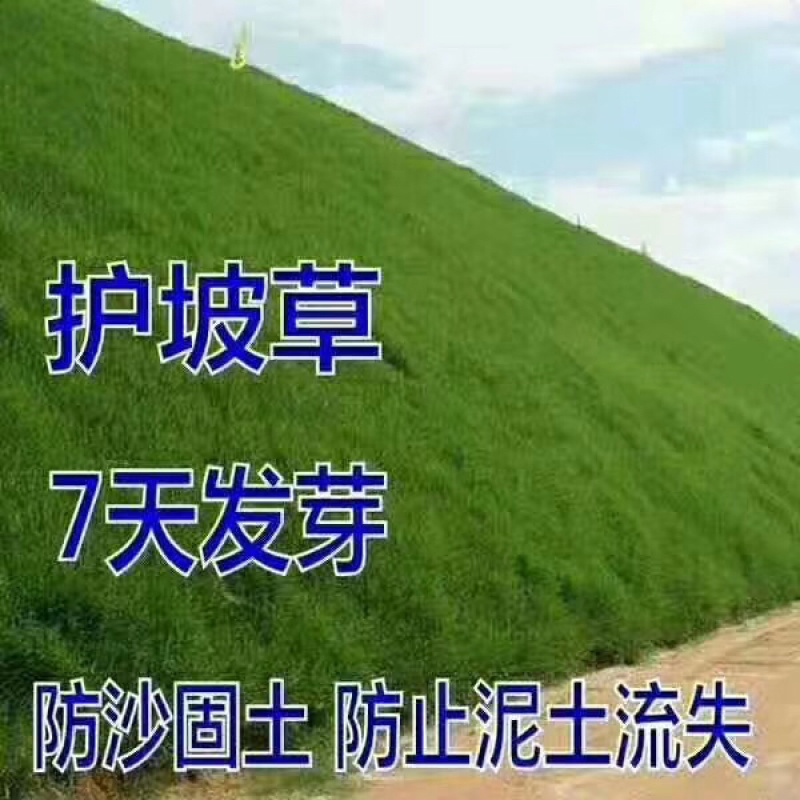 高羊茅高速护坡绿化工程用籽芽率高护坡效果好扎根深