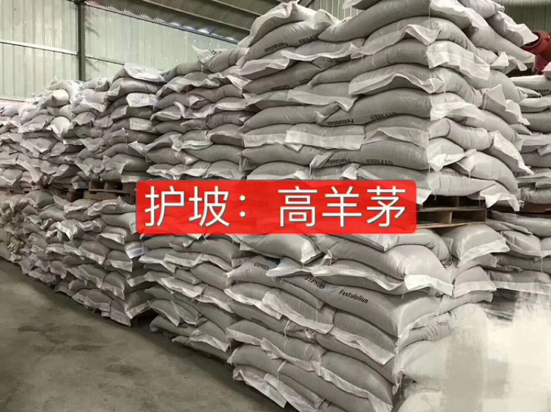 高羊茅高速护坡绿化工程用籽芽率高护坡效果好扎根深