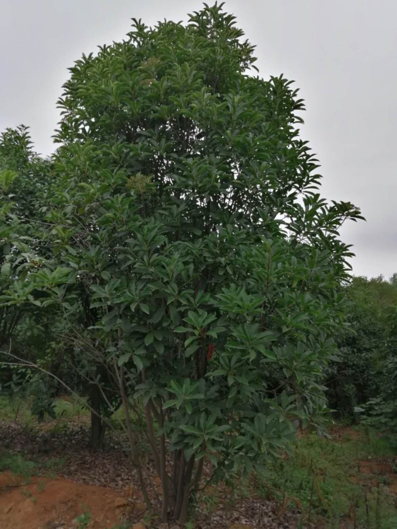 我基地经营。各种石楠，有20余年的经验。有专业技术人员管