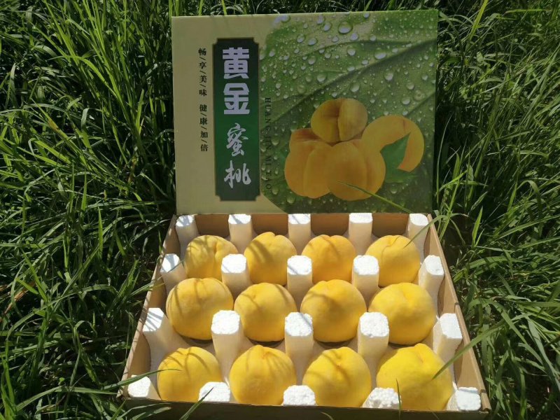 山东蒙阴黄蟠桃19新鲜采摘自家种植一件代发包邮包售后