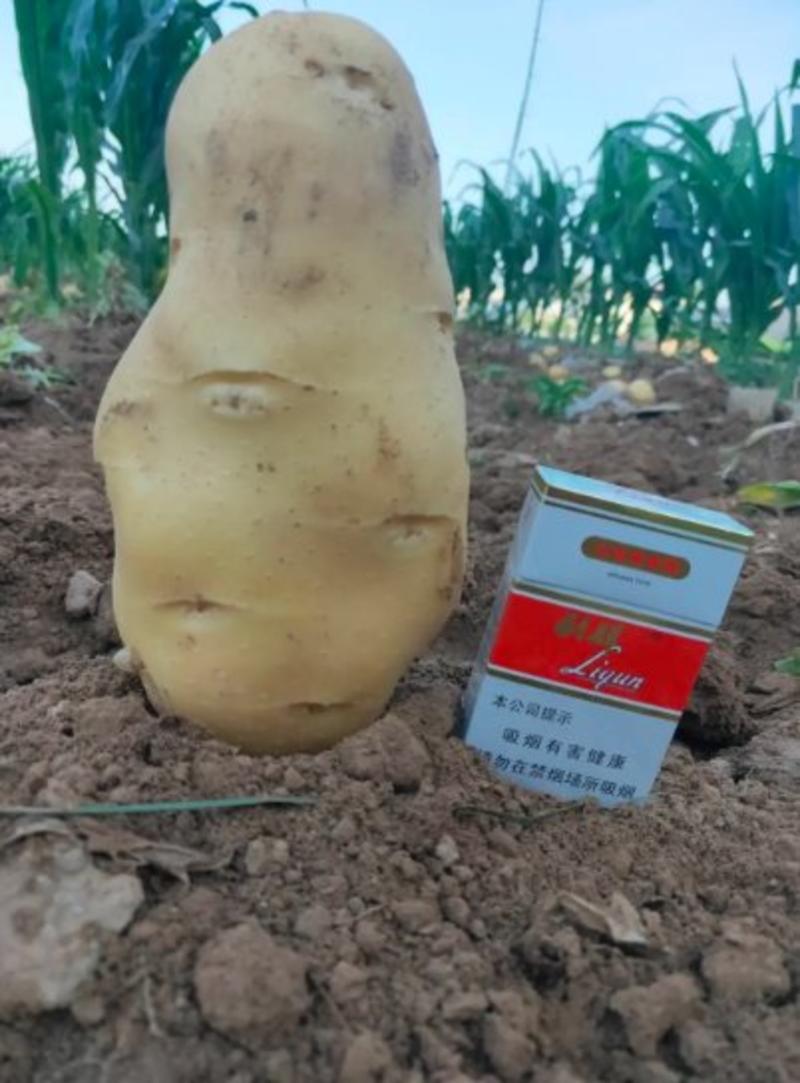 【实力商家】荷兰十五精品万亩土豆基地价格可议