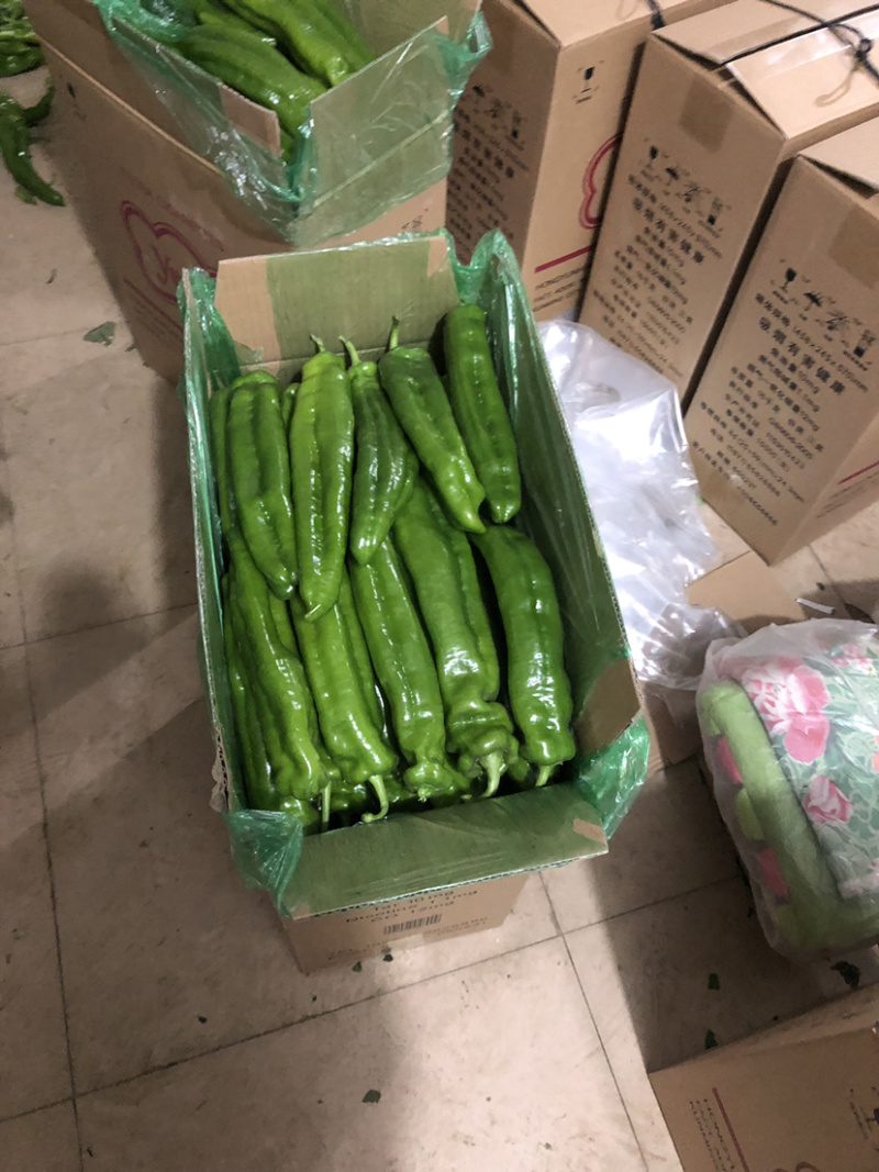 精品辣椒黄皮尖椒长剑尖椒辽宁北镇尖椒大量上市