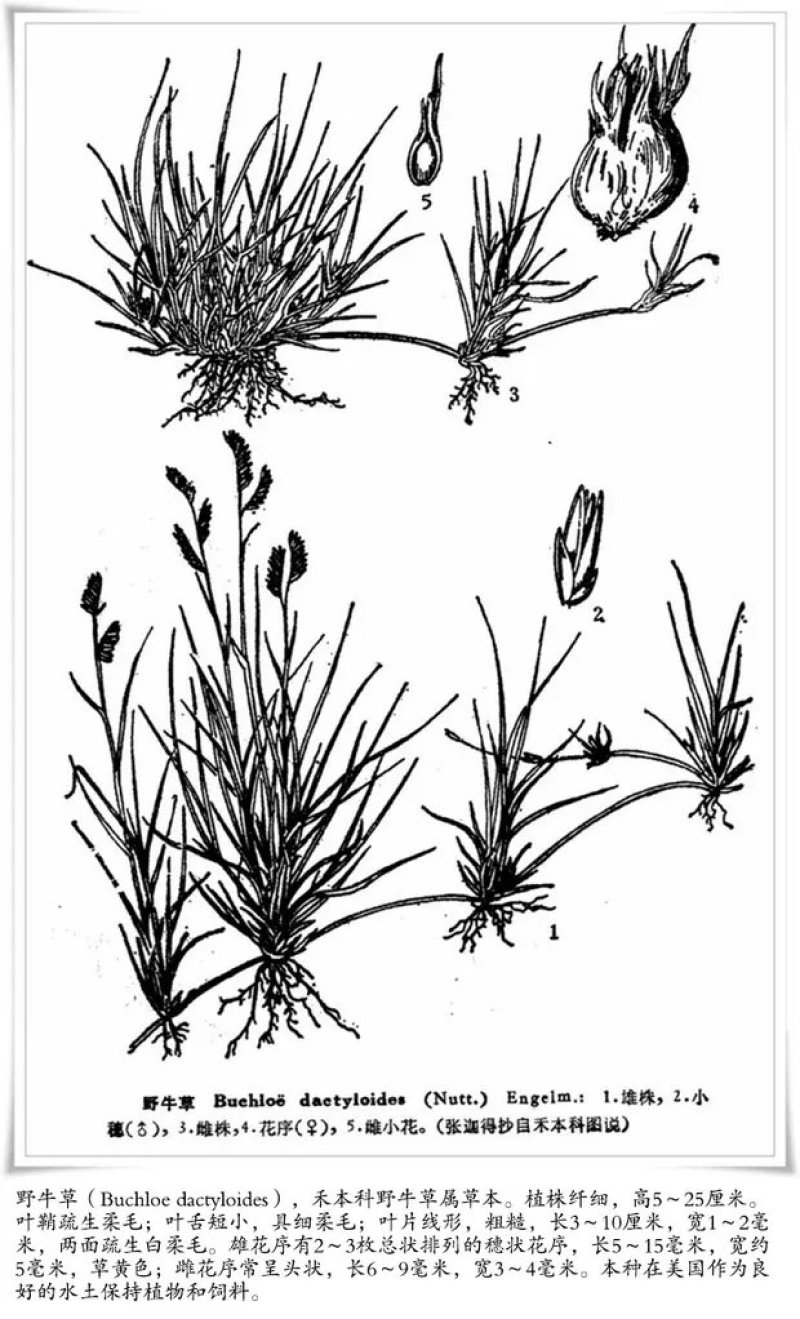 野牛草籽草坪草种籽矮生野牛草种子四季长青耐旱耐寒草平