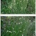 野牛草籽草坪草种籽矮生野牛草种子四季长青耐旱耐寒草平