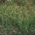 野牛草籽草坪草种籽矮生野牛草种子四季长青耐旱耐寒草平