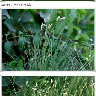 野牛草籽草坪草种籽矮生野牛草种子四季长青耐旱耐寒草平