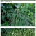 野牛草籽草坪草种籽矮生野牛草种子四季长青耐旱耐寒草平