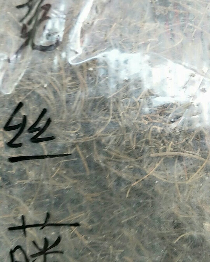 菟丝子藤，常年批发供应冷背中药材菟丝子他