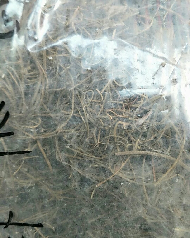 菟丝子藤，常年批发供应冷背中药材菟丝子他