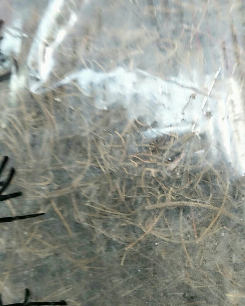 菟丝子藤，常年批发供应冷背中药材菟丝子他