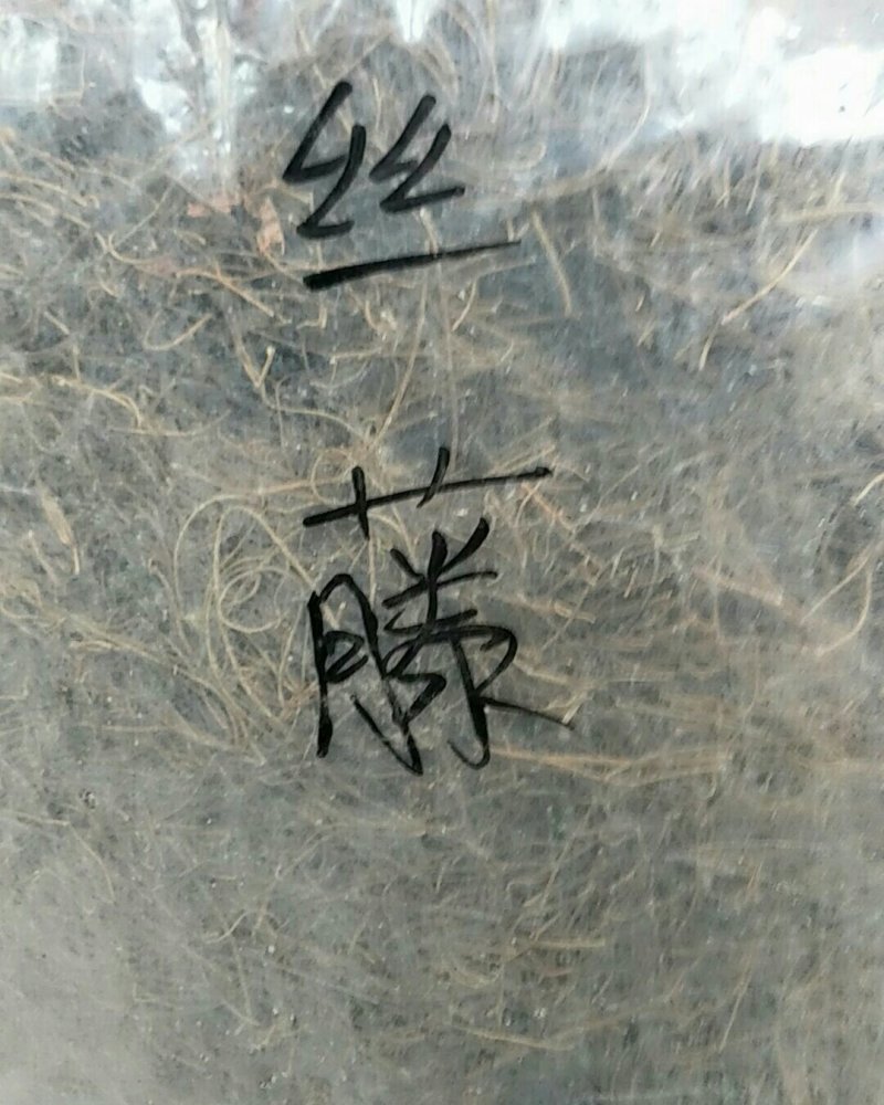 菟丝子藤，常年批发供应冷背中药材菟丝子他