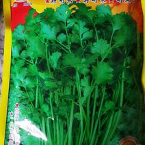 香菜种子耐热耐寒耐抽答抗病高产欢迎购买。